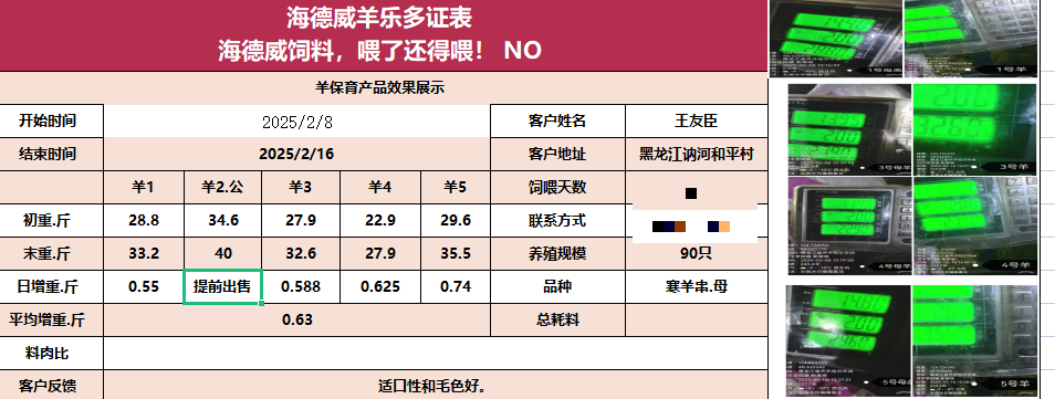 海德威羊料实证效果分享