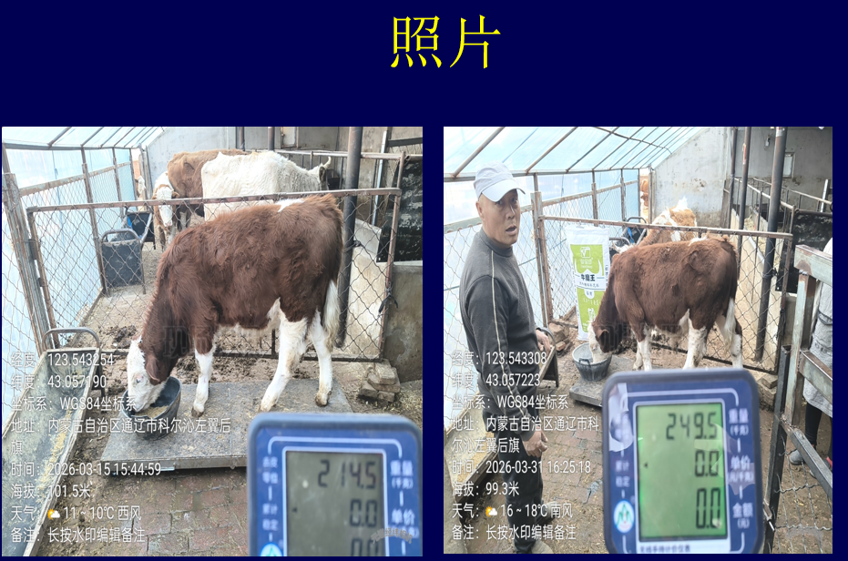 海德威牛料实证效果